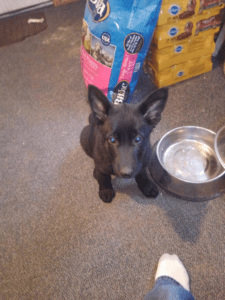 A puppy near a food tray