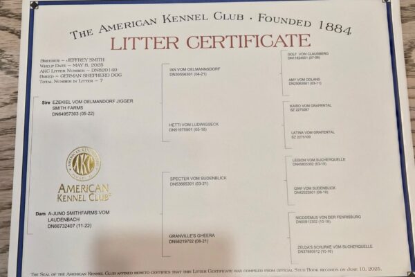 Dam A-JUNO SMITHFARMS VOM LAUDENBACH (4)